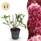 Green boutiQ - Plante de jardin - Hydrangea paniculata Living Little Rosy - Hortensia paniculé - Rustique - Rose - 3 plantes - Pot 12cm - Hauteur 20-30cm