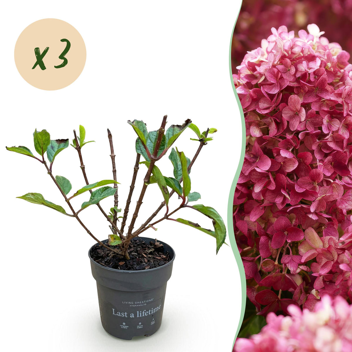 Green boutiQ - Plante de jardin - Hydrangea paniculata Living Little Rosy - Hortensia paniculé - Rustique - Rose - 3 plantes - Pot 12cm - Hauteur 20-30cm