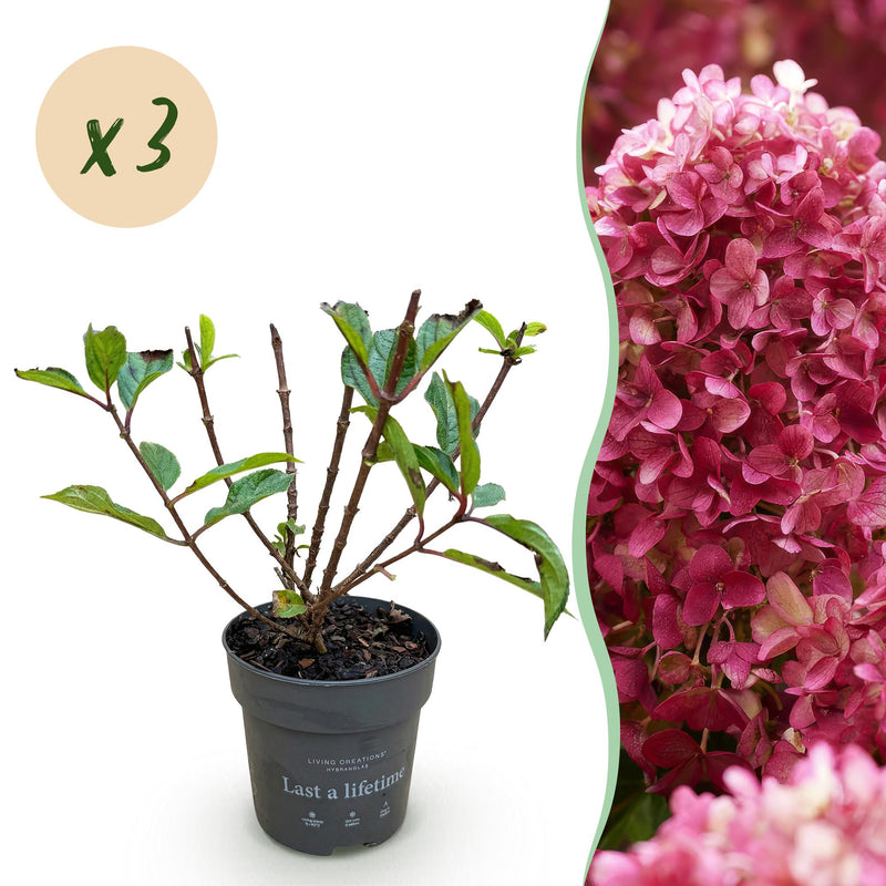 Green boutiQ - Tuinplant - Hydrangea panniculata Living Little Rosy - Pluimhortensia - Winterhard - Roze - 3 Planten - Pot 12cm - Hoogte Hoogte 20-30cm