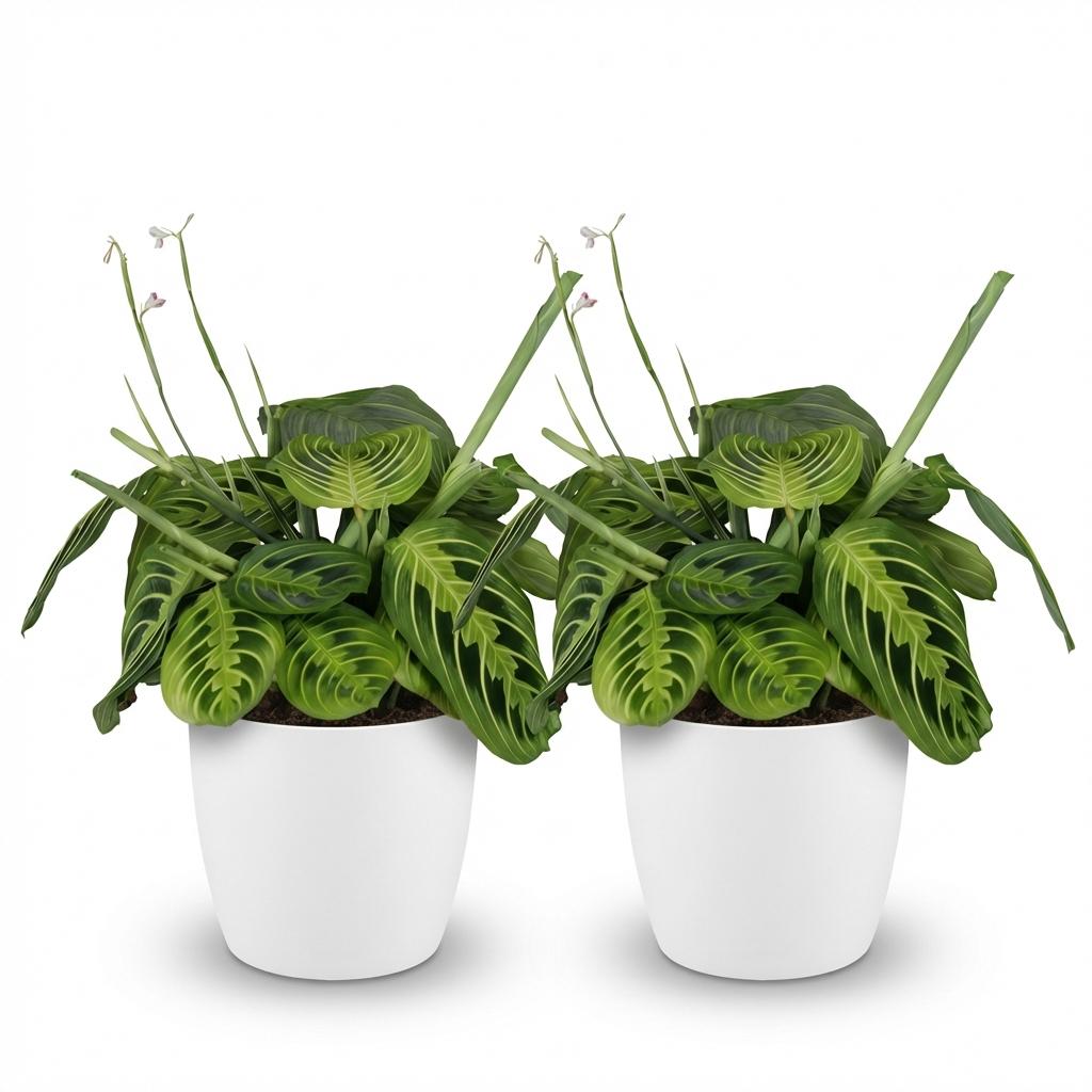 Green boutiQ - Zimmerpflanze - Maranta Fascinator Lemon Lime - Gebetspflanze - Haustierfreundliche Pflanze - Grün - 2 Pflanzen - mit Topf Weiß - Topf 12cm - Höhe 25cm