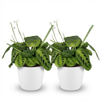 Green boutiQ - Kamerplant - Maranta Fascinator Lemon Lime - Gebedsplant - Huisdiervriendelijke Plant - Groen - 2 Planten - met Potter Wit - Pot 12cm - Hoogte 25cm