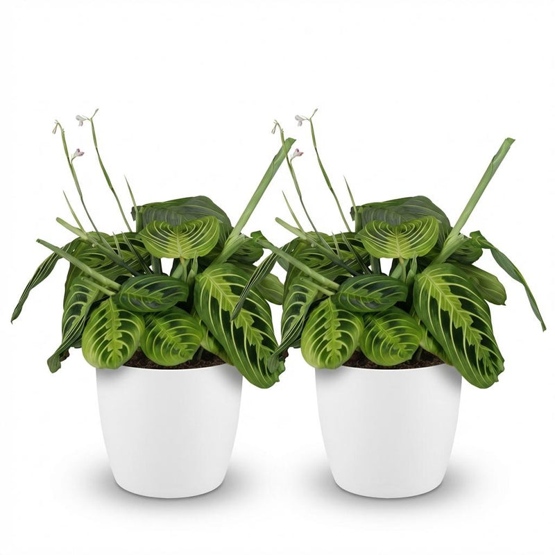 Green boutiQ - Kamerplant - Maranta Fascinator Lemon Lime - Gebedsplant - Huisdiervriendelijke Plant - Groen - 2 Planten - met Potter Wit - Pot 12cm - Hoogte 25cm