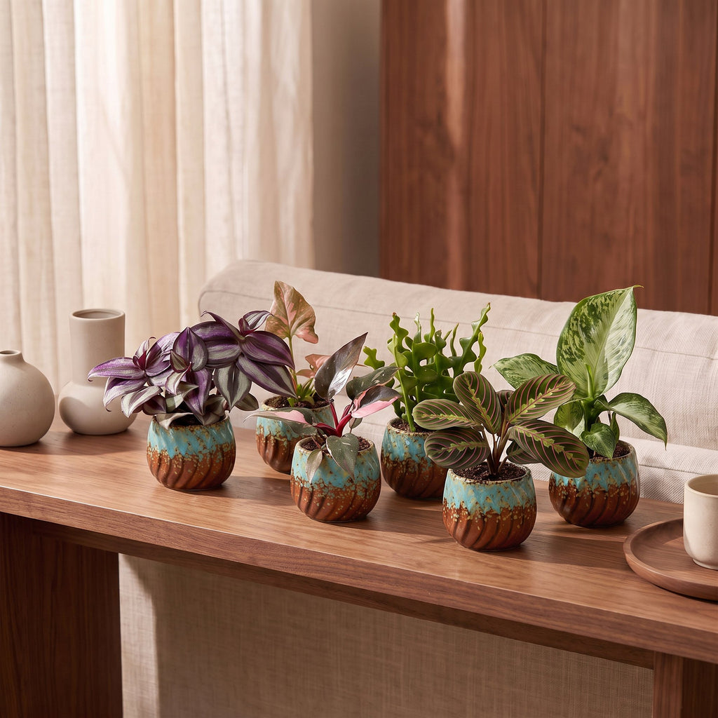 6x Baby Plants Surprise Box - Baby Plants Surprise Box - Various colours - Tropical - incl. Copper Reef - Ø6cm - ↕5-15cm