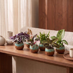 6x Baby Plants Surprise Box - Baby Plants Surprise Box - Various colours - Tropical - incl. Copper Reef - Ø6cm - ↕5-15cm