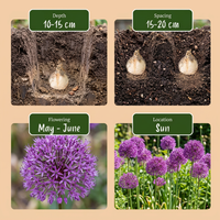 120x Allium Purple Sensation - Sierui - Paars - Zomerbloeier - Bolmaat 10/12