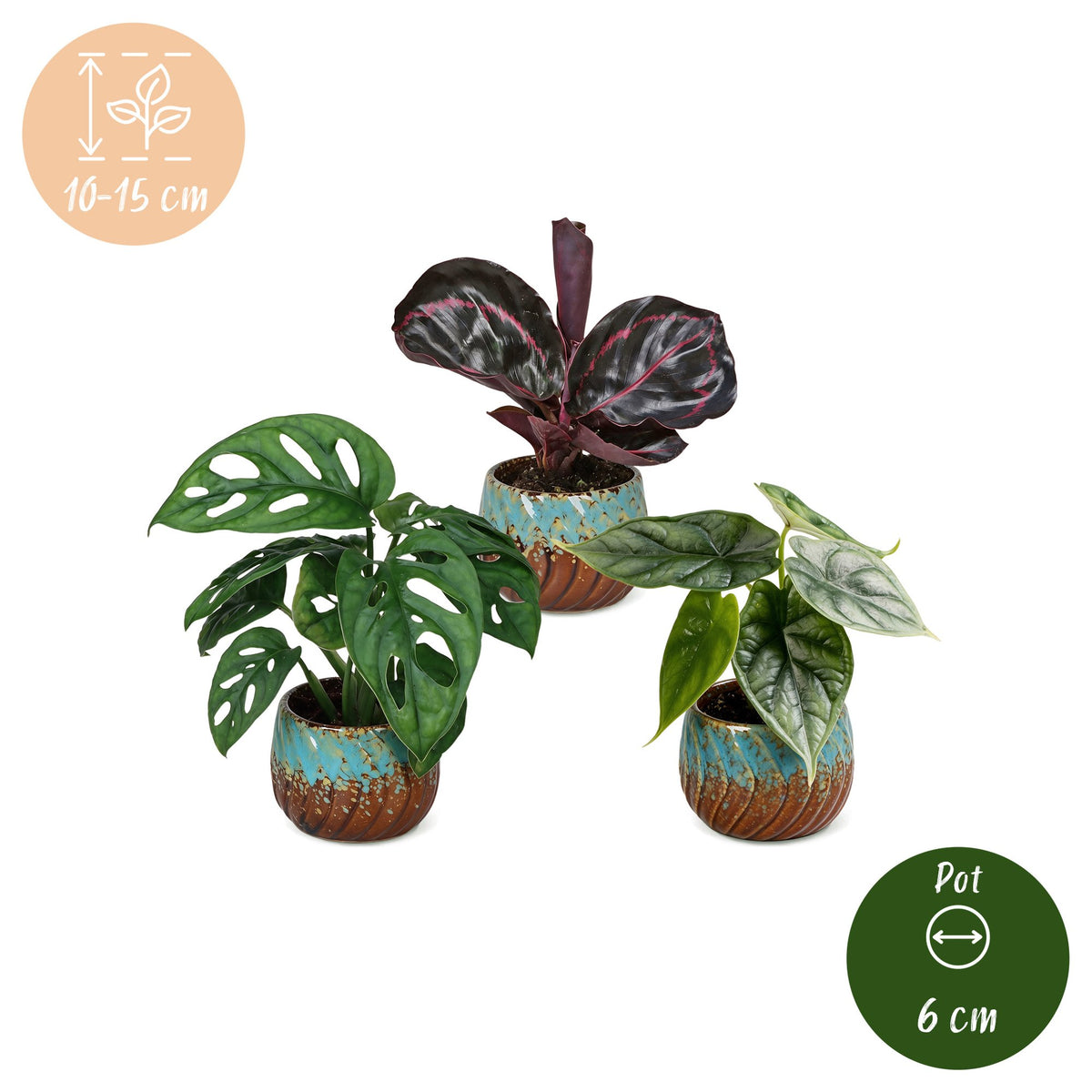 3x Baby Jungle Mix - Various colours - Tropical - incl. Copper Reef - Ø6cm - ↕10-15cm