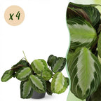 Green boutiQ - Zimmerpflanze - Maranta Fascinator Silverband - Gebetspflanze - Haustierfreundliche Pflanze - Grün - 4 Pflanzen - mit Übertopf Grau - Topf 12cm - Höhe 25cm