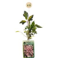6x Clematis mont. 'Marjorie' - Mountain clematis 'Marjorie' - Pink - Climber - Ø9cm - ↕35cm