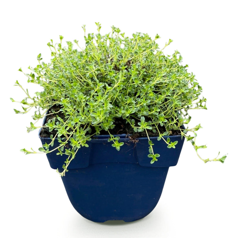 Green boutiQ - Perennial - Thymus praecox Albiflorus - White creeping thyme - Fragrant - White - 1 Plant - Pot 11cm - Height 15-25cm
