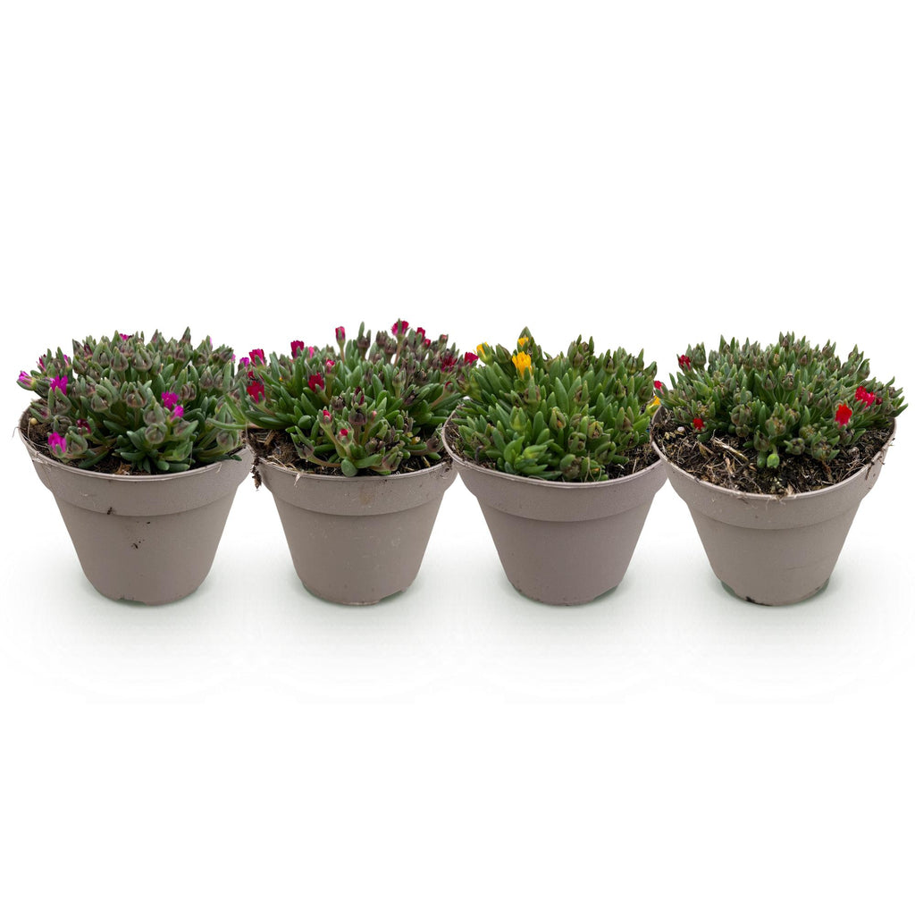 Green boutiQ - Couvre-sol - Rustique - Delosperma - 4 Plantes - Couleurs Rouge - Jaune - Violet - Rose - Peu d'entretien - Pot 14 Hauteur 17