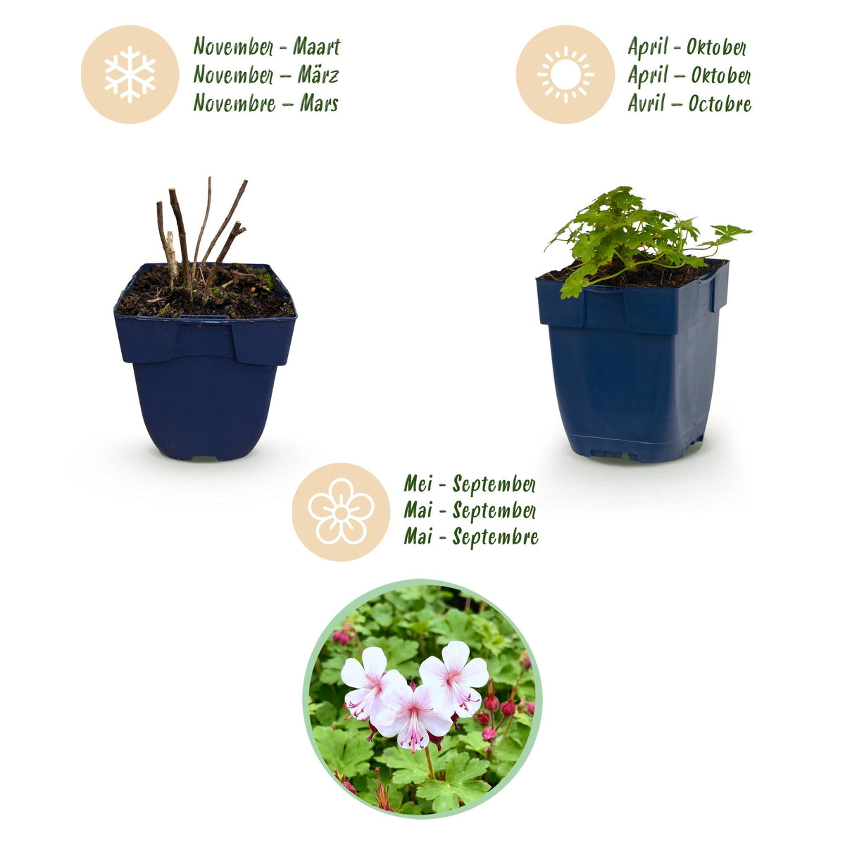 Green boutiQ - Plante vivace - Geranium macr. Spessart - Géranium vivace - Couvre-sol - Blanc-Rose - 24 Plantes - Pot 11cm - Hauteur 15-25cm