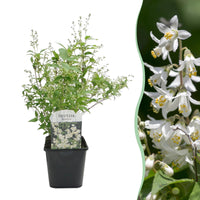 Green boutiQ - Heesters -  Deutzia Gracilis - Bloem Wit - 1 Plant - Bladverliezend - Weinig Onderhoud - Pot 17cm Hoogte 45cm