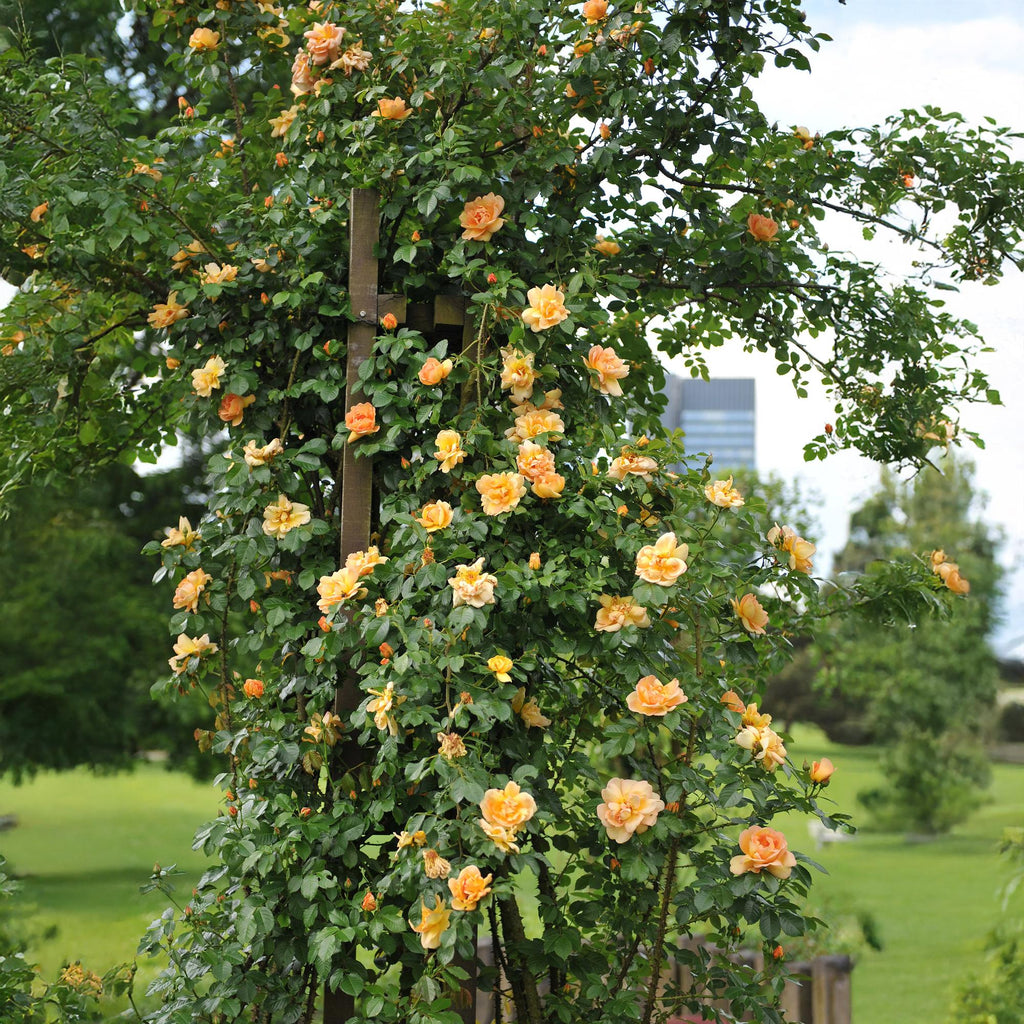 Green boutiQ - Rosier grimpant - Rosa Orange Climber - Fleur orange - Peu d'entretien - 2 plantes - Pot 11 cm Hauteur 40 cm