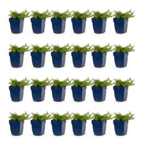 Green boutiQ - Vasteplant - Phlox MacDaniel's Cushion - Vlambloem - Bodembedekkend - Donker Roze - 24 Planten - Pot 11cm - Hoogte 15-25cm