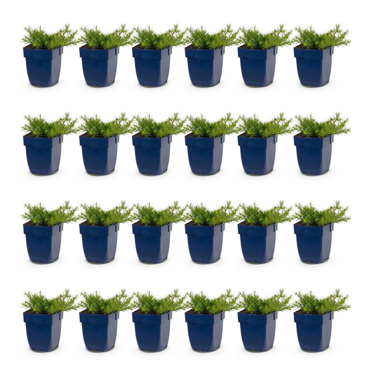 Green boutiQ - Stauden - Phlox MacDaniel's Cushion - Flammenblume - Bodendeckend - Dunkelrosa - 24 Pflanzen - Topf 11cm - Höhe 15-25cm