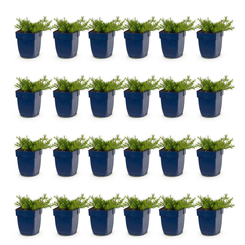 Green boutiQ - Vasteplant - Phlox MacDaniel's Cushion - Vlambloem - Bodembedekkend - Donker Roze - 24 Planten - Pot 11cm - Hoogte 15-25cm