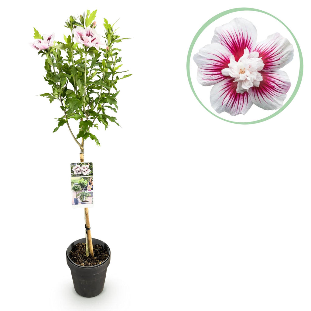 GreenboutiQ - Plante sur tige - Hibiscus syriacus Starburst Chiffon® - Plante de terrasse - Feuilles caduques - Rustique - Fleurs blanc-rose - Pot 19 cm, hauteur 90 cm
