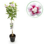 GreenboutiQ - Plante sur tige - Hibiscus syriacus Starburst Chiffon® - Plante de terrasse - Feuilles caduques - Rustique - Fleurs blanc-rose - Pot 19 cm, hauteur 90 cm