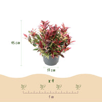 Green boutiQ - Tuinplant - Leucothoe Colour Diamond - Bont - 1 Plant - Groenblijvend - Weinig Onderhoud - Pot 17cm Hoogte 45cm