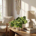 Green boutiQ - Zimmerpflanze - Maranta Silverband, Maranta Lemon Lime, Maranta Kerchoveana - Gebetspflanze - Haustierfreundliche Pflanze - Grün - 3 Pflanzen - mit Topf Weiß - Topf 12cm - Höhe 25cm