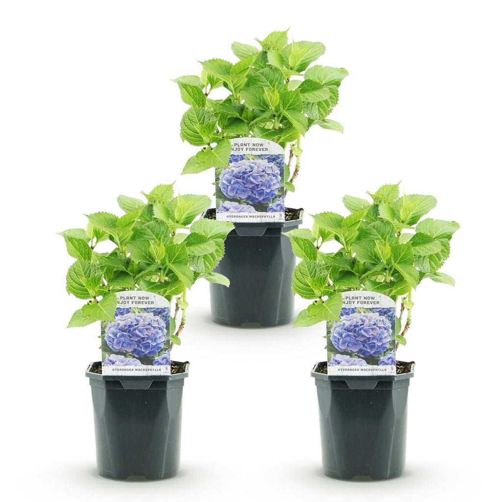 Green boutiQ - Hortensia - Hydrangea macrophylla Bleu - Fleur Bleue - 3 Plantes - 1m2 - Caduc - Peu d'entretien - Pot 17cm Hauteur 30cm