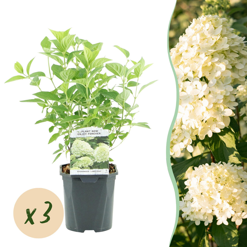 Green boutiQ - Hydrangea paniculata Limelight - Fleurs crème blanc - 3 plantes - 1 m2 - Caduc - Grandes fleurs - Pot 17 cm - Hauteur 50 cm