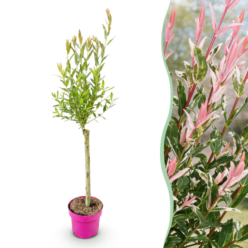 Salix Flamingo - Ø17cm - ↕70-80cm