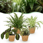 Green boutiQ - Zimmerpflanze - Chlorophytum - Maranta - Callisia - Nephrolepis - 4er-Set - Haustierfreundliche Pflanzen - Grün - 4 Pflanzen - mit Korb - Topf 12cm - Höhe 25cm