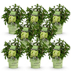 Green boutiQ - Gartenpflanze - Hydrangea paniculata Groundbreaker Greeny - Rispenhortensie - Winterhart - Creme - 8 Pflanzen - Topf 14cm - Höhe 20-25cm
