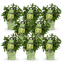 Green boutiQ - Tuinplant - Hydrangea panniculata Groundbreaker Greeny - Pluimhortensia - Winterhard - Creme - 8 Planten - Pot 14cm -Hoogte 20-25cm