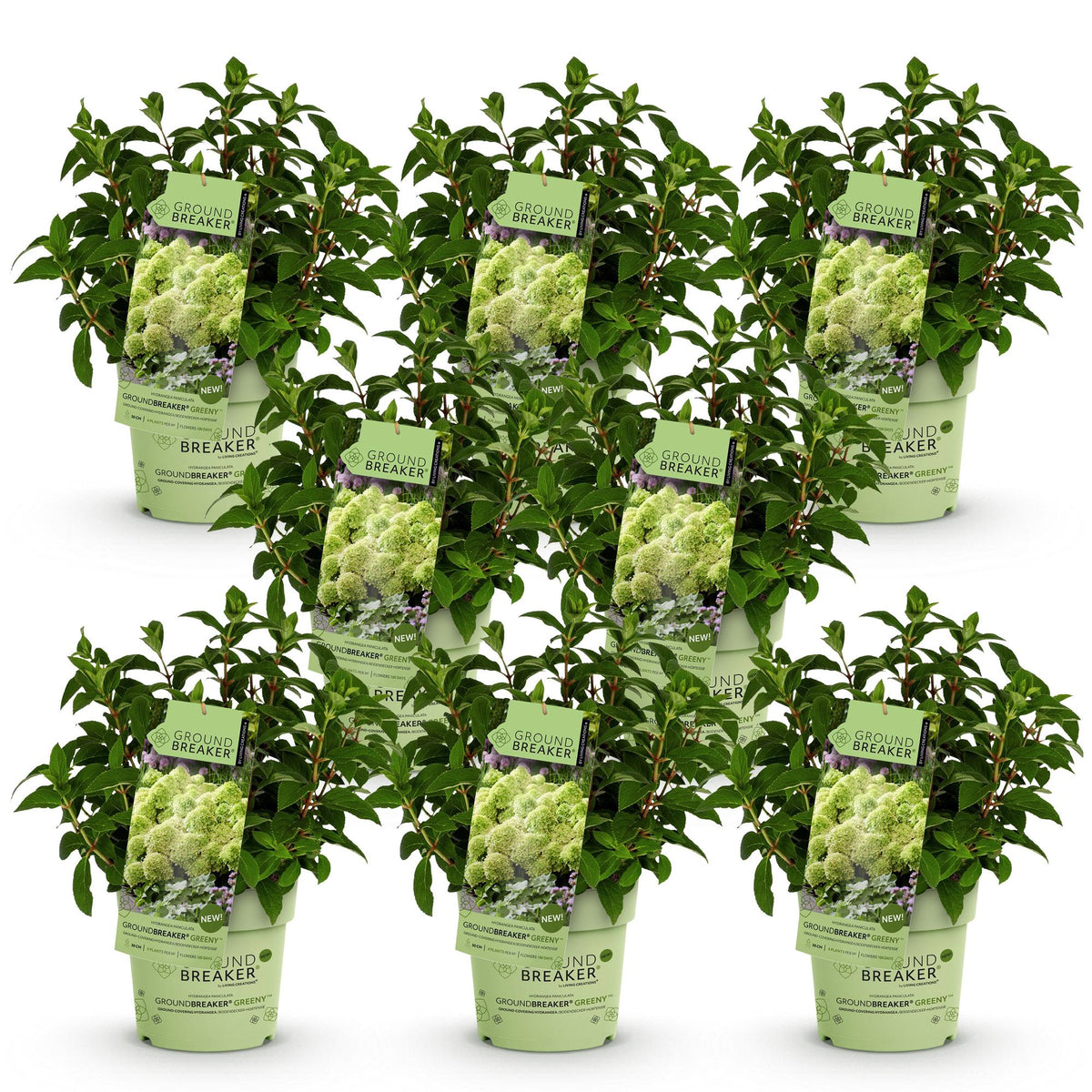 Green boutiQ - Tuinplant - Hydrangea panniculata Groundbreaker Greeny - Pluimhortensia - Winterhard - Creme - 8 Planten - Pot 14cm -Hoogte 20-25cm
