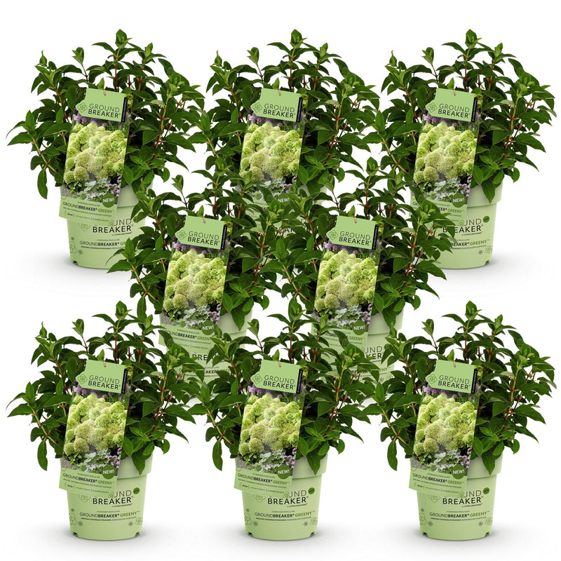Green boutiQ - Tuinplant - Hydrangea panniculata Groundbreaker Greeny - Pluimhortensia - Winterhard - Creme - 8 Planten - Pot 14cm -Hoogte 20-25cm