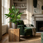Green boutiQ - Plante d'intérieur - Fleur de lune - Spathiphyllum - Blanc - Entretien facile - 1 plante - avec pot gris - Pot 21cm - Hauteur 70 - 80cm
