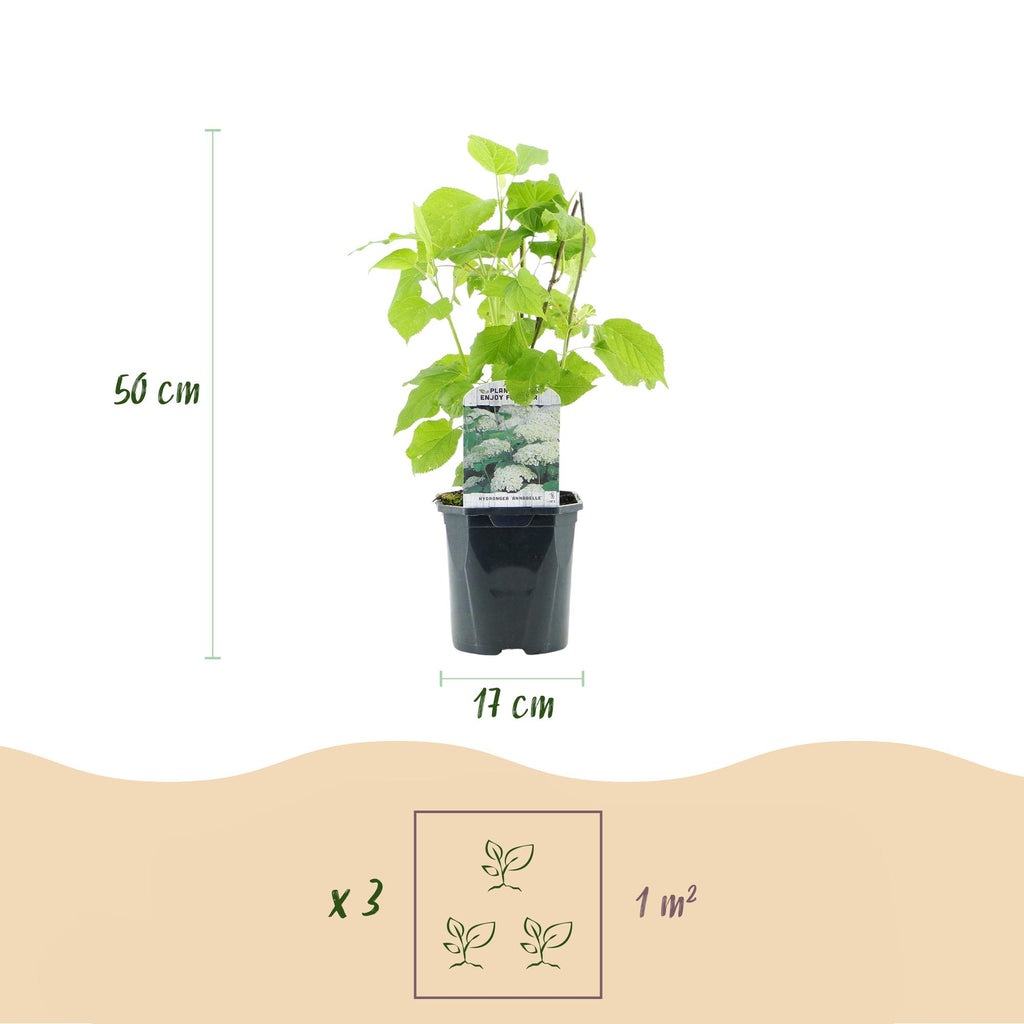 Green boutiQ - Schneeballhortensie - Hydrangea arborescens Annabelle - Blüte Weiß - 3 Pflanzen - 1 m2 - Laubabwerfend - Große Blüten - Topf 17cm Höhe 50cm