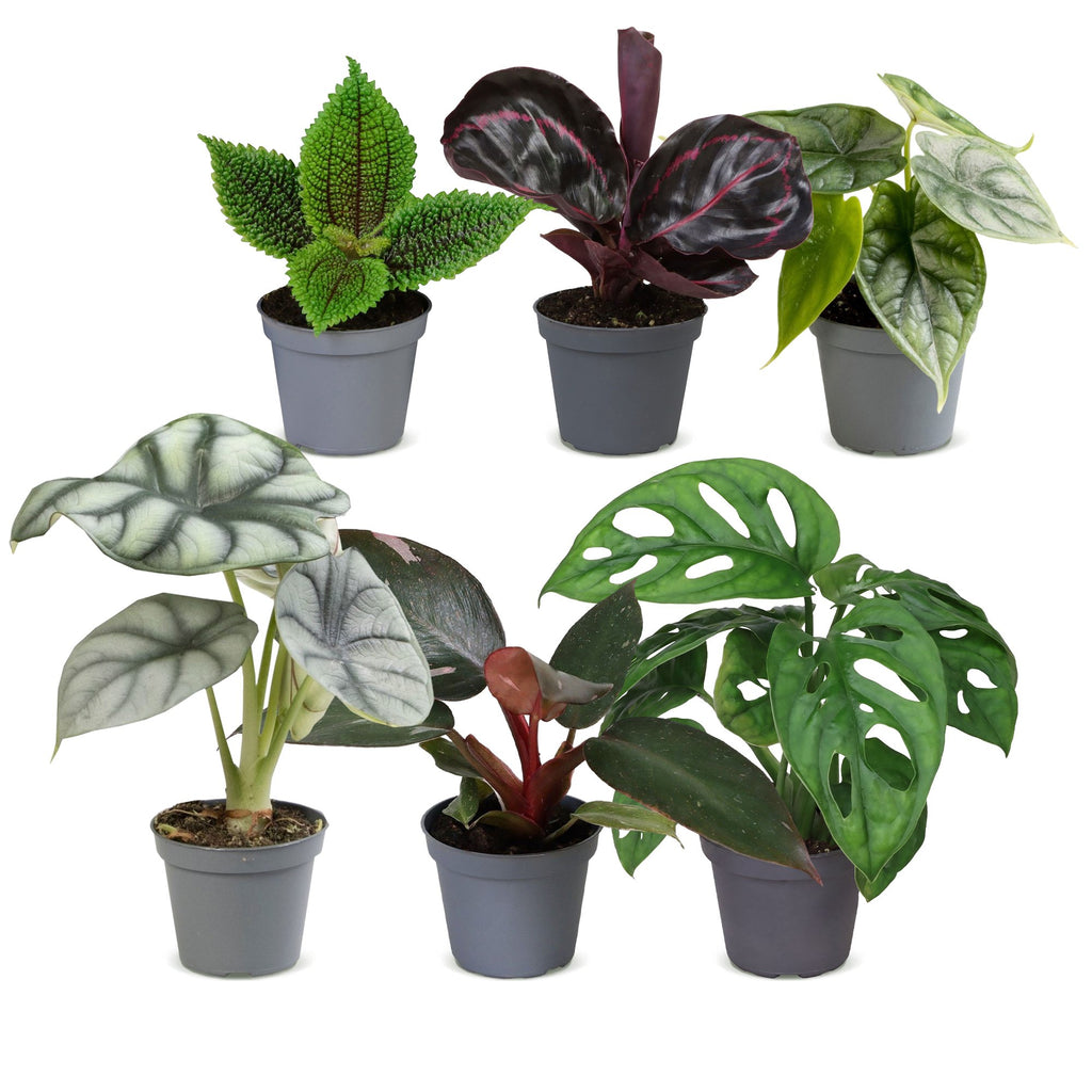 6x Baby Jungle Mix - Various colours - Tropical - Ø6cm - ↕10-15cm