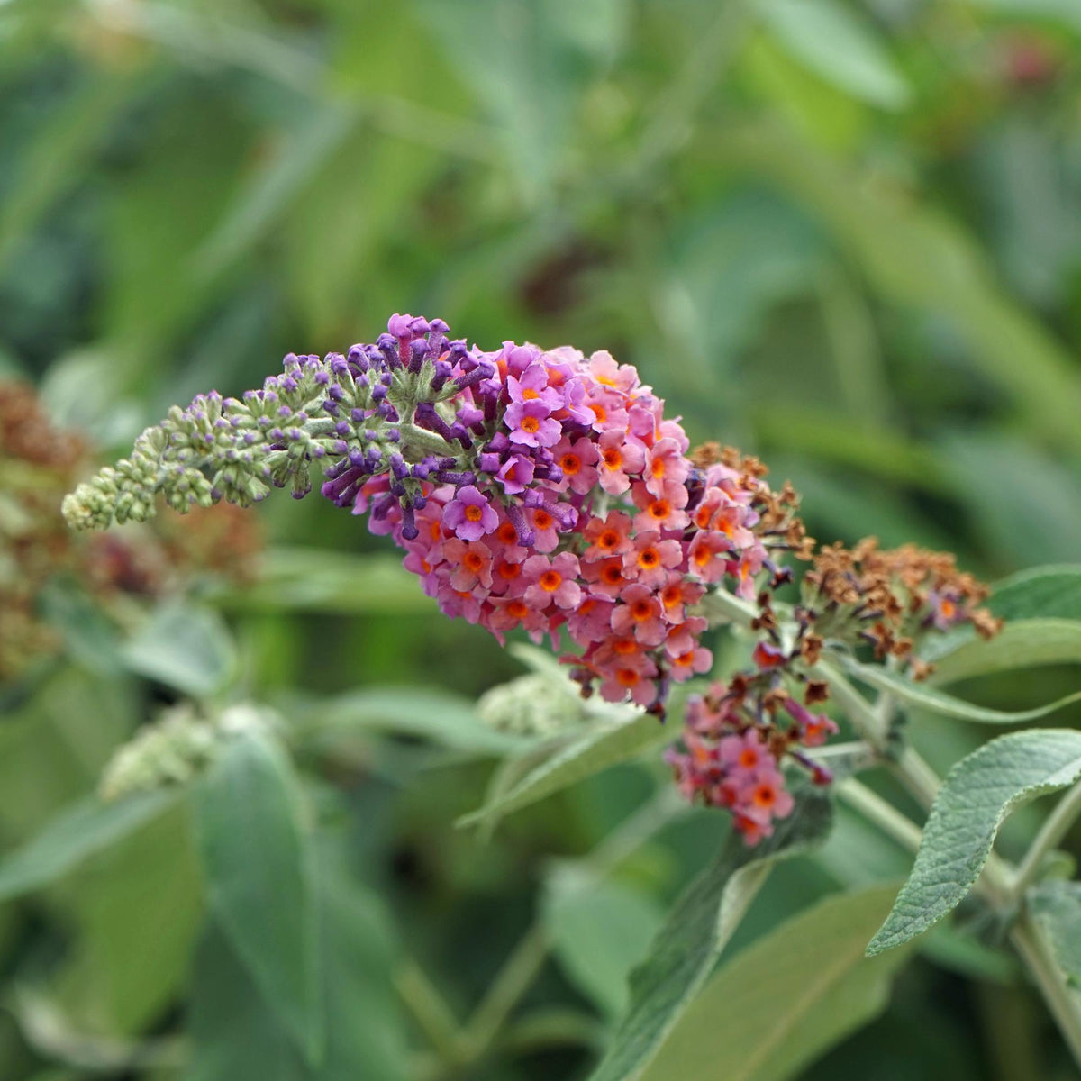 Green boutiQ - Arbre aux papillons - Buddleja davidii Flower Power - Fleurs orange et violettes - 3 plantes - 1 m² - Caduc - Attire les papillons - Pot 17 cm, hauteur 30 cm