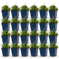 Green boutiQ - Vasteplant - Campanula portenschlagiana Tricolour - Perzikbladklokje - Bodembedekkend - Paars - Roze - Wit - 24 Planten - Pot 11cm - Hoogte 15-25cm