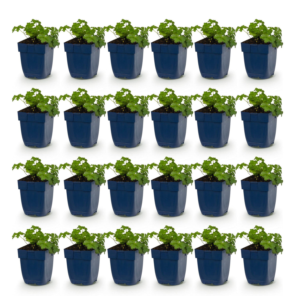 Green boutiQ - Plante vivace - Geranium cant. Cambridge - Géranium - Couvre-sol - Rose clair - 24 plantes - Pot 11cm - Hauteur 15-25cm