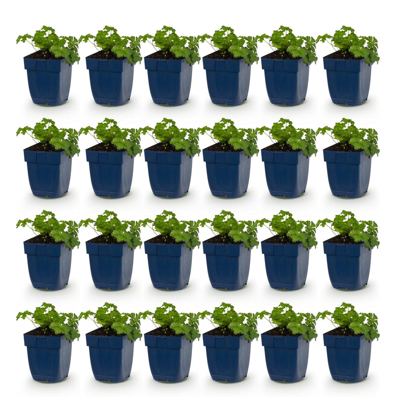 Green boutiQ - Vasteplant - Geranium cant. Cambridge - Ooievaarsbek - Bodembedekkend - Licht Roze - 24 Planten - Pot 11cm - Hoogte 15-25cm