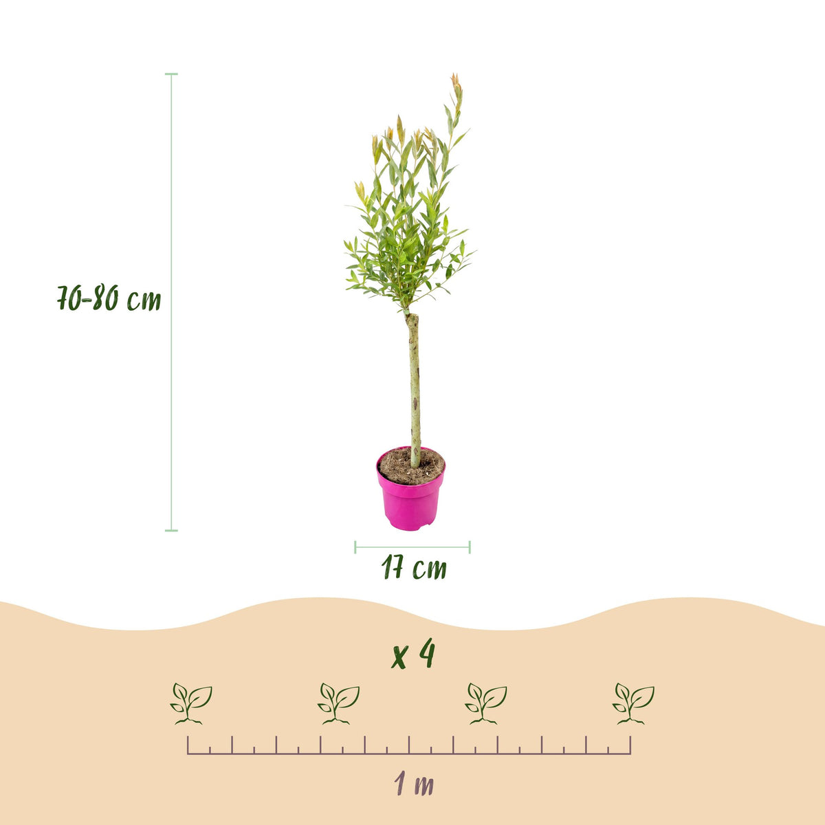Salix Flamingo - Ø17cm - ↕70-80cm