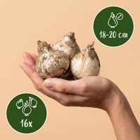 16x Allium Pinball Wizard - Sierui Toverstaf - Paars - Zomerbloeier - Bolmaat 18/20