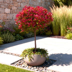 Green boutiQ - Plante sur tige - Photinia fraseri Carre Rouge - Plante de terrasse - Persistant - Rustique - Feuillage vert-rouge - Pot 19cm Hauteur 90cm
