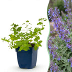 Green boutiQ - Vivace - Nepeta faassenii 'Six Hills Giant' - Herbe aux chats - Attire les abeilles et les papillons - Violet - 1 plante - Pot 11 cm - Hauteur 15-25 cm