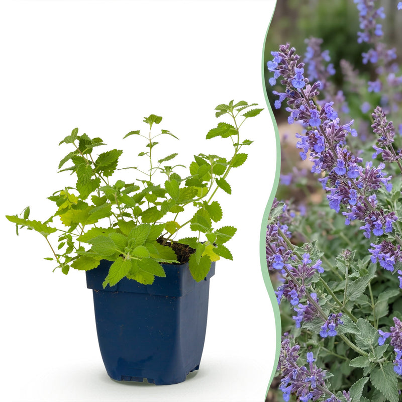 Green boutiQ - Perennial - Nepeta faassenii 'Six Hills Giant' - Catnip - Bee and butterfly attractors - Purple - 1 Plant - Pot 11cm - Height 15-25cm