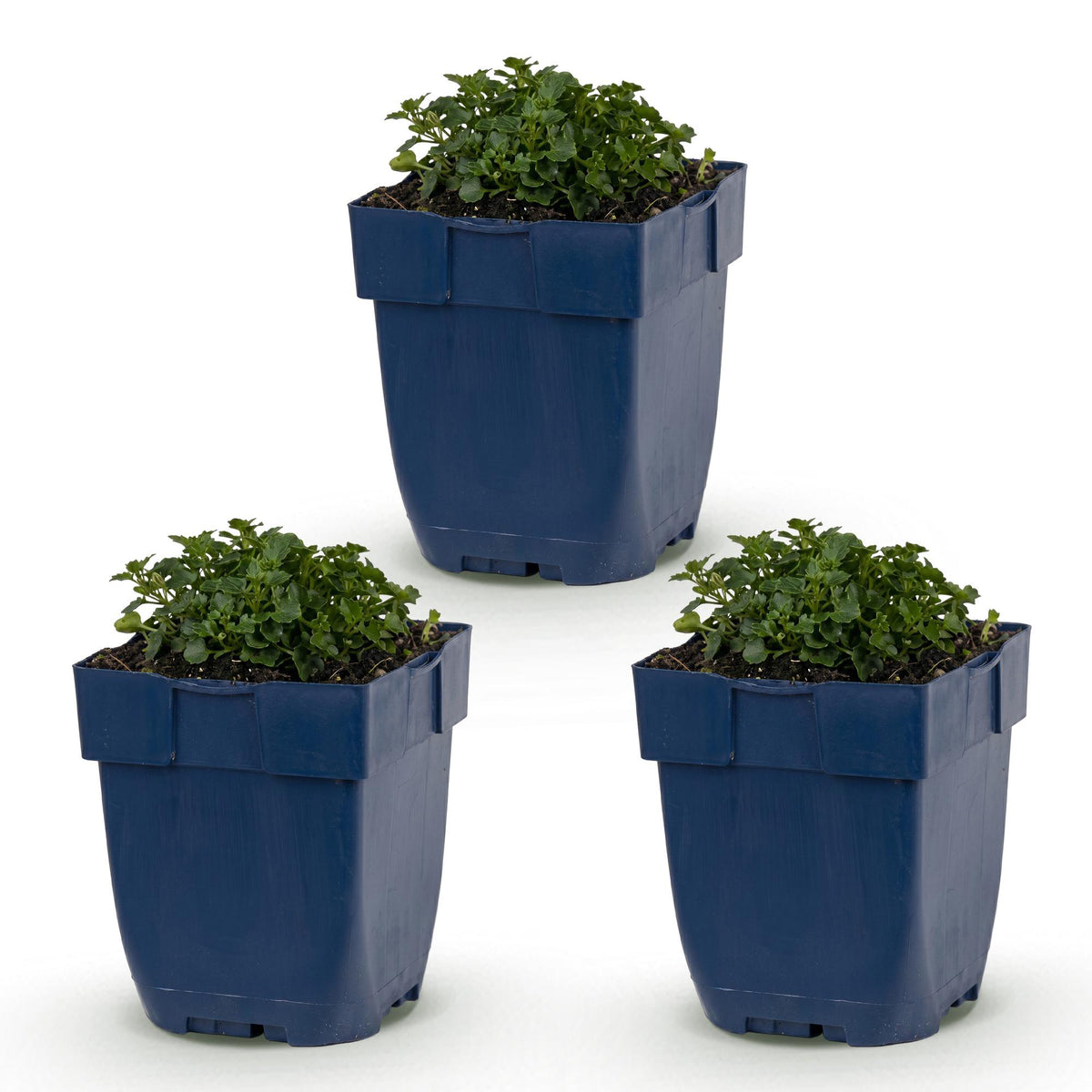 Green boutiQ - Plante vivace - Campanula portenschlagiana - Campanule à feuilles de pêcher - Couvre-sol - Rose - 3 Plantes - Pot 11cm - Hauteur 15-25cm