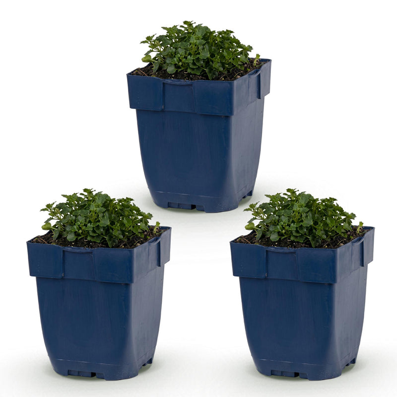 Green boutiQ - Vasteplant - Campanula portenschlagiana - Perzikbladklokje - Bodembedekkend - Roze - 3 Planten - Pot 11cm - Hoogte 15-25cm