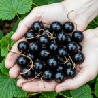 Green boutiQ - Plants fruitiers - Jostaberry - Ribes Jostabes - Rustique - 3 plantes - Pot 9 cm - Cassis