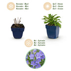 Green boutiQ - Plante vivace - Campanula persicifolia - Campanule à feuilles de pêcher - Attire les abeilles et les papillons - Bleu - 12 plantes - Pot 11cm - Hauteur 15-25cm
