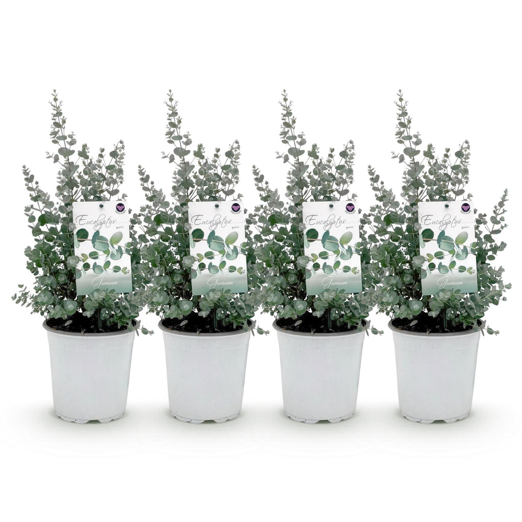 Green boutiQ - Plante de terrasse - Eucalyptus - Eucalyptus gunnii - Gris - 4 plantes - Rustique - Pot 17cm Hauteur 40cm