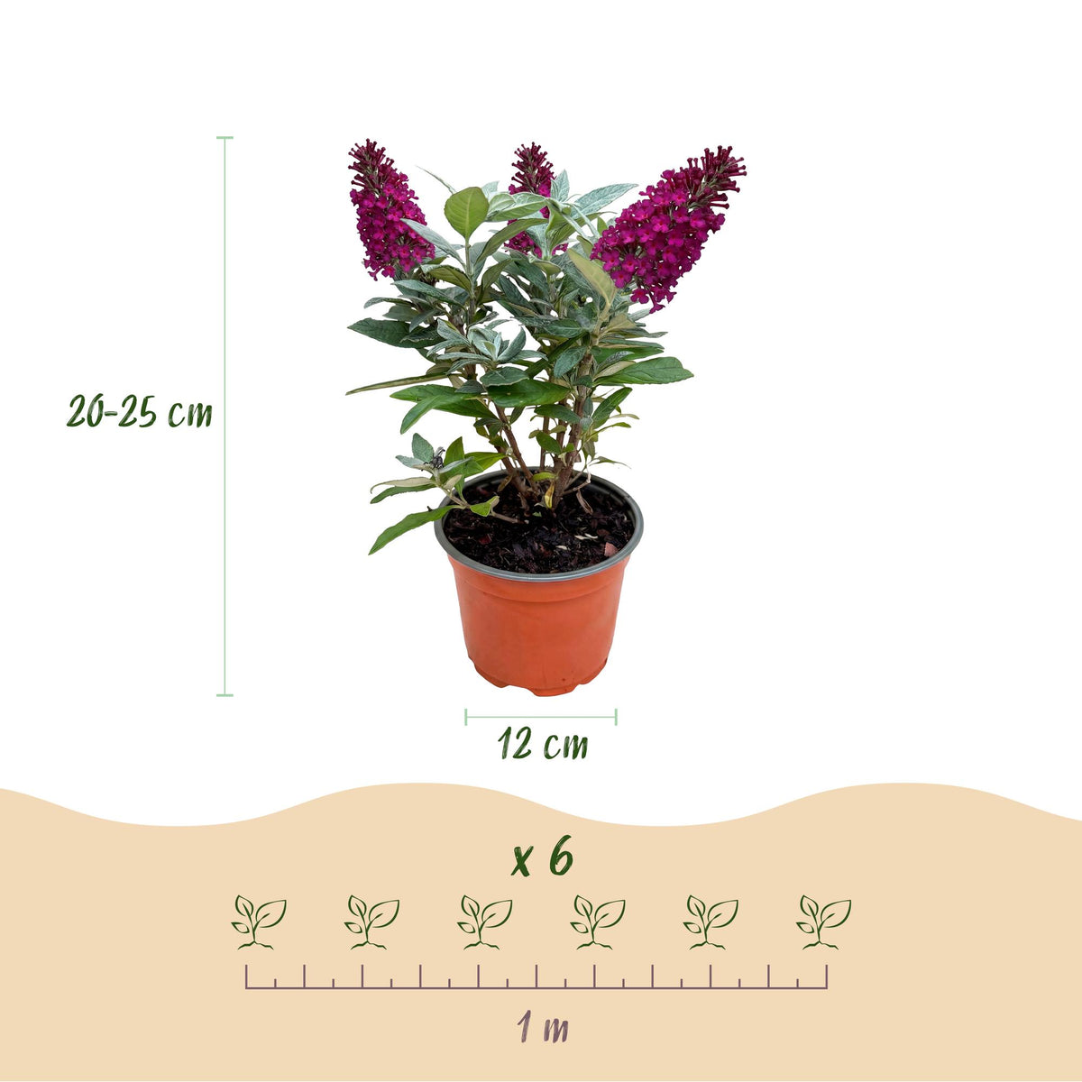 Green boutiQ - Plante de jardin - Buddleja davidii Butterfly Candy Little Ruby - Arbre aux papillons - Compact - Rouge - 1 Plante - Pot 12cm - Hauteur 20-25cm